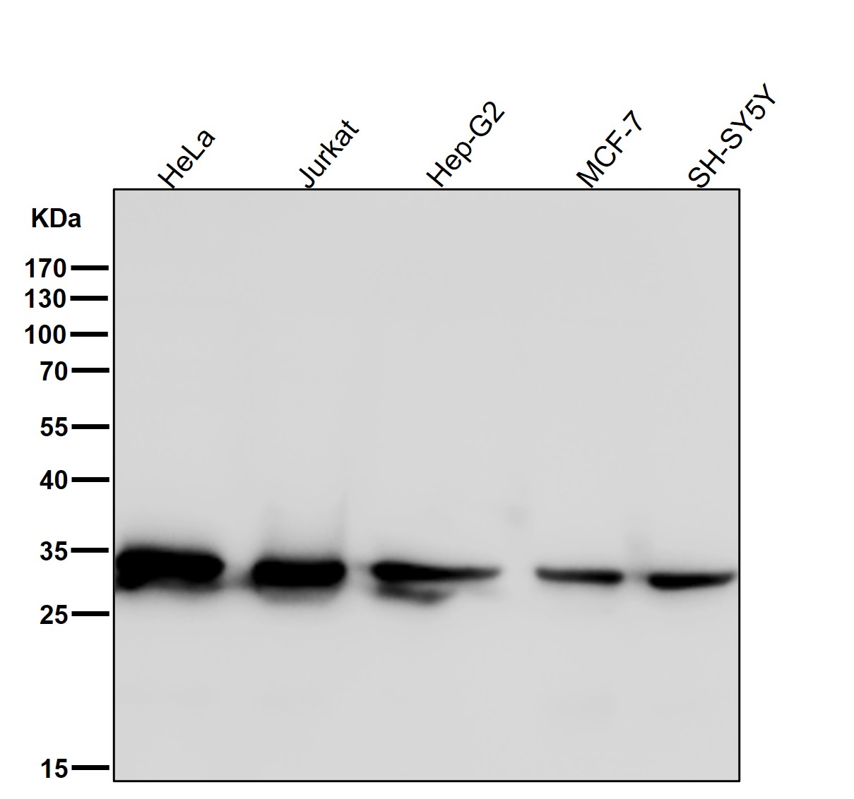 14-3-3 epsilon Ab