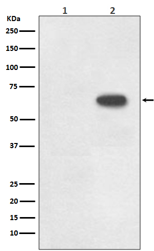 p-CDC6 (S54) Ab