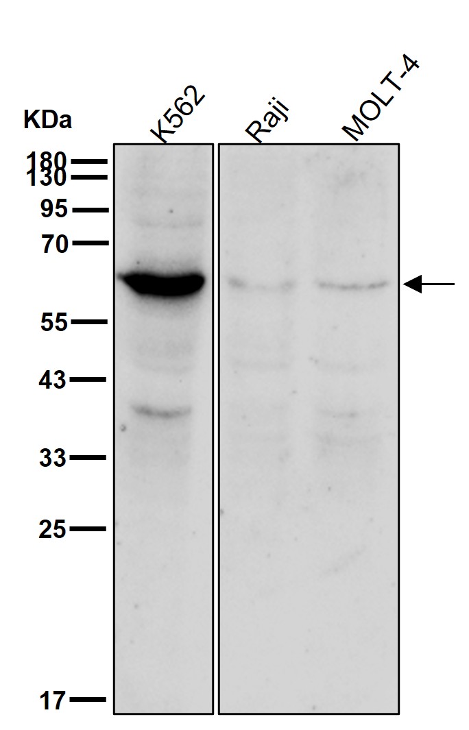 CDC25C Ab