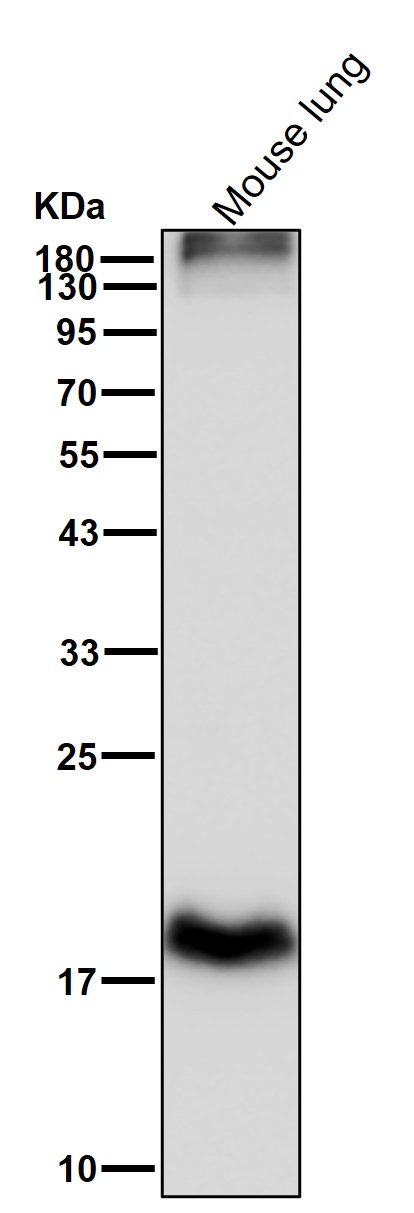 SUMO 4 Ab