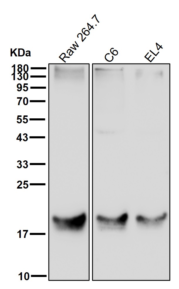 SUMO 4 Ab