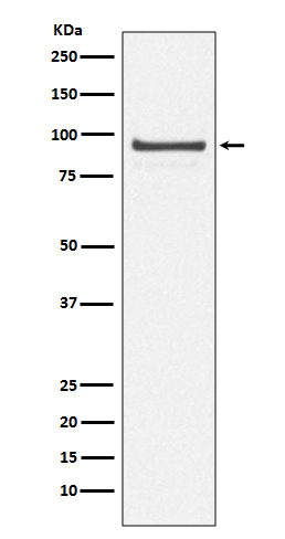 CDC27 Ab