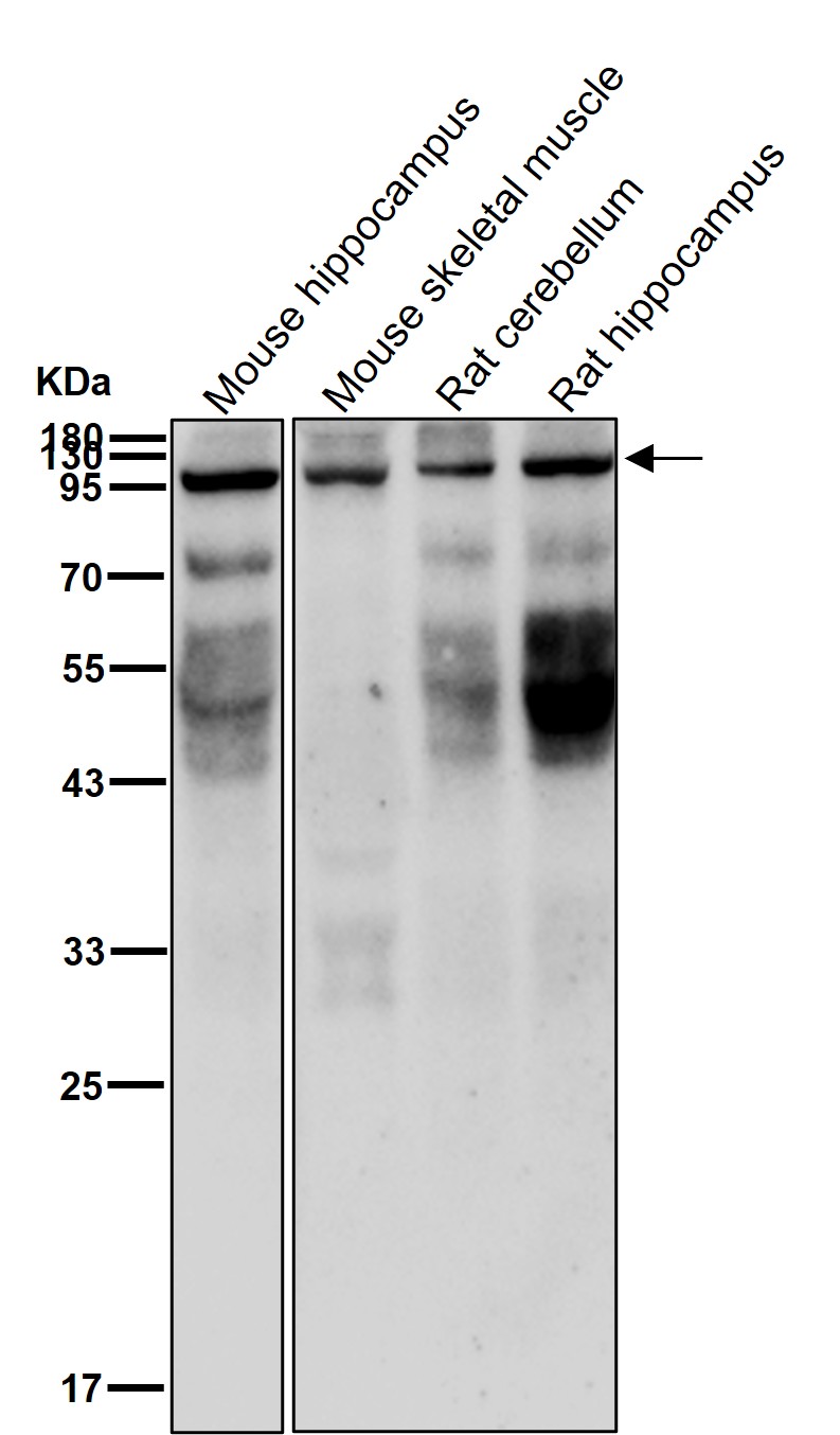 CDC27 Ab