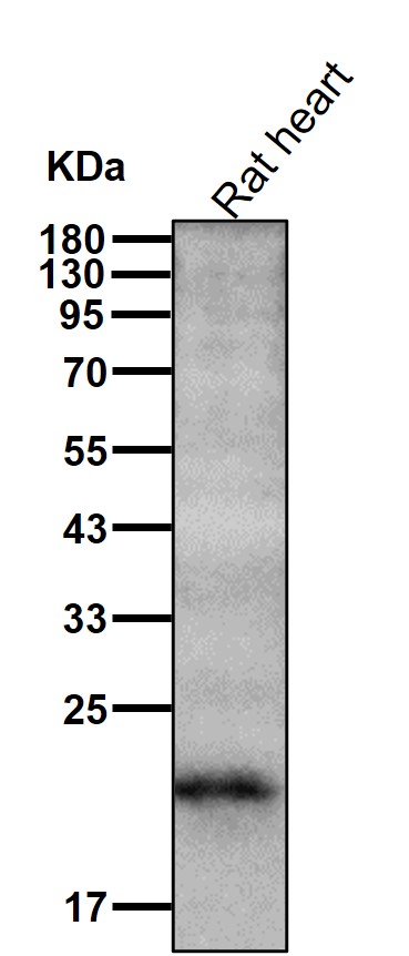 HspB8 Ab