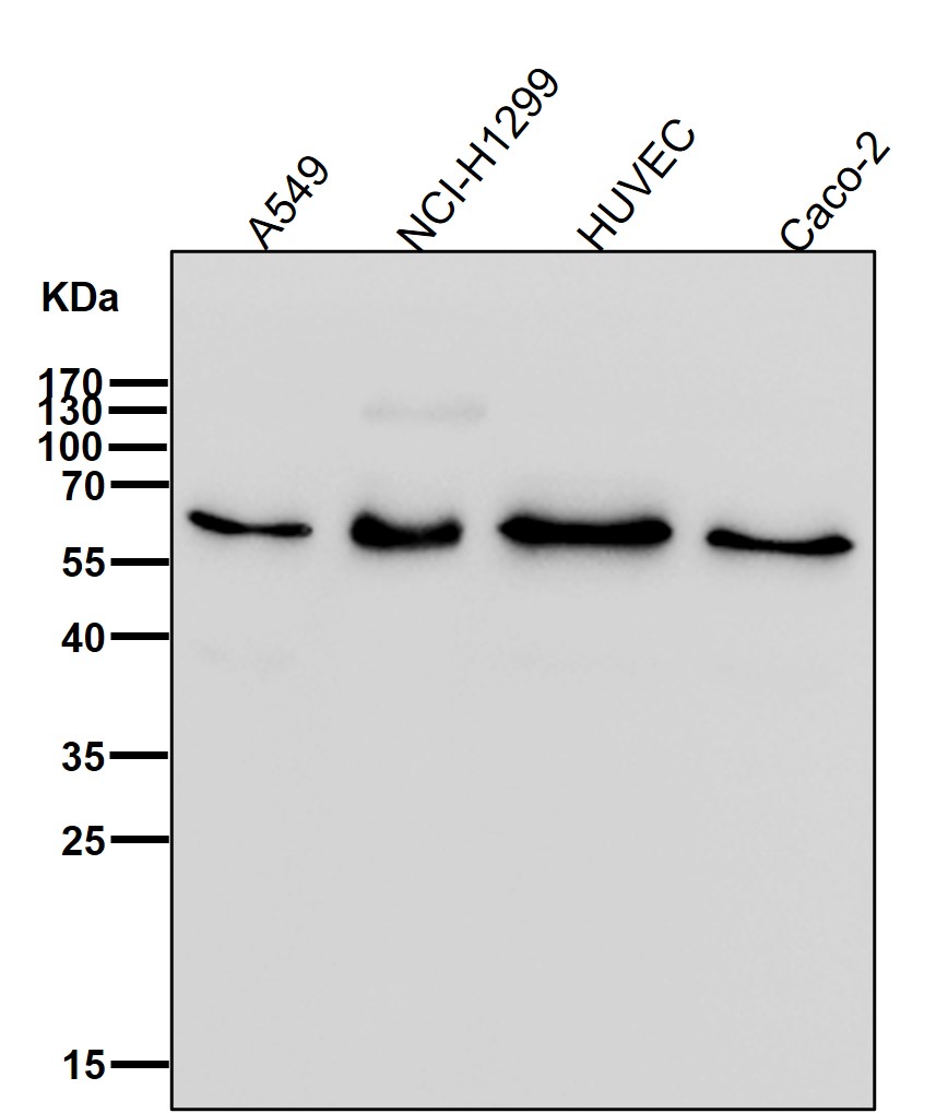 CDC42EP1 Ab