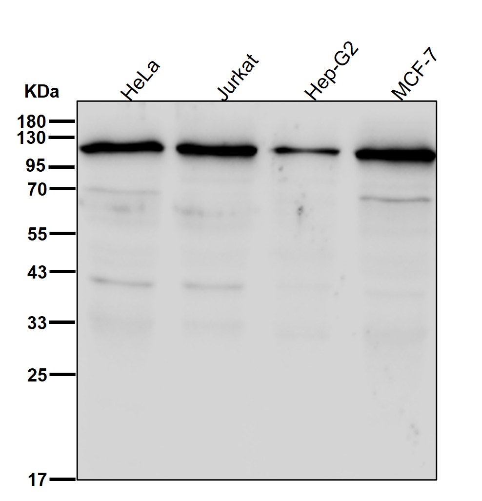 Hsp105 Ab
