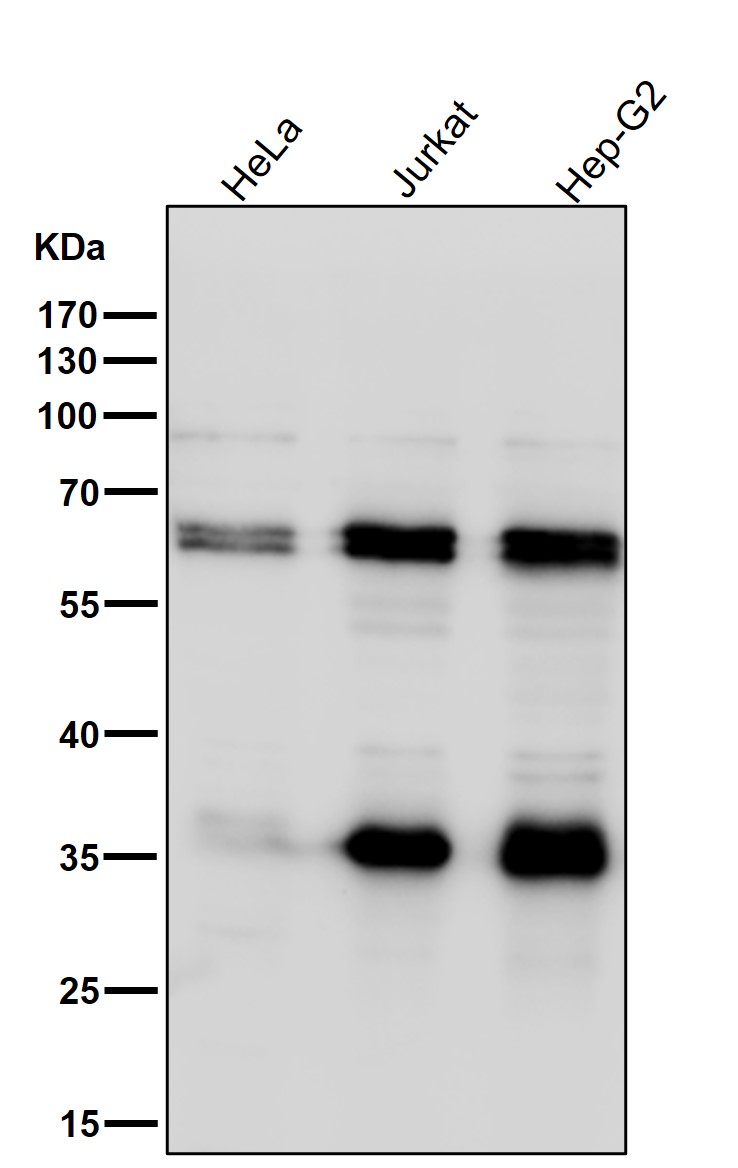 Caspase 10 Ab