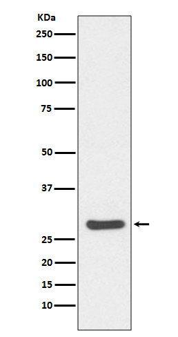 Caspase 14 Ab