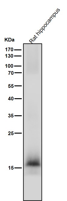 LC3B Ab