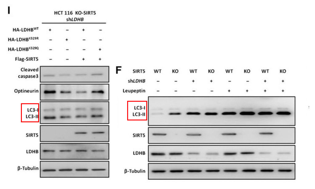 LC3B Ab