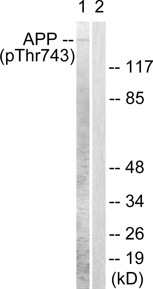 p-Amyloid beta A4 (T743) Ab