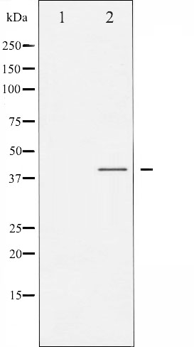 p-CEBP alpha (S21) Ab