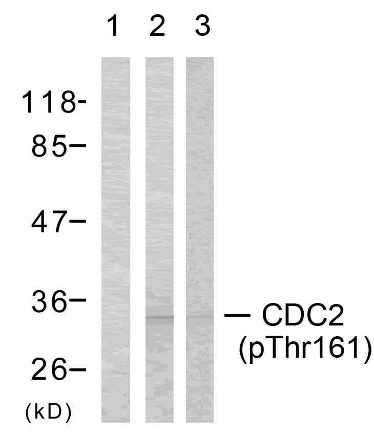 p-CDK1 (T161) Ab