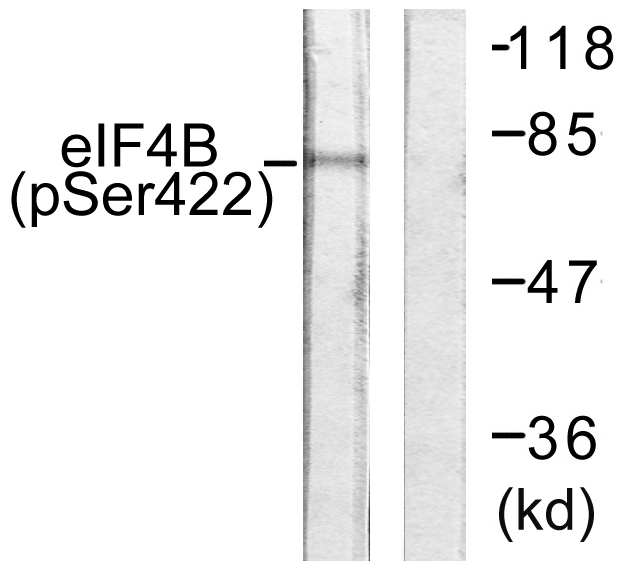 p-eIF4B (S422) Ab