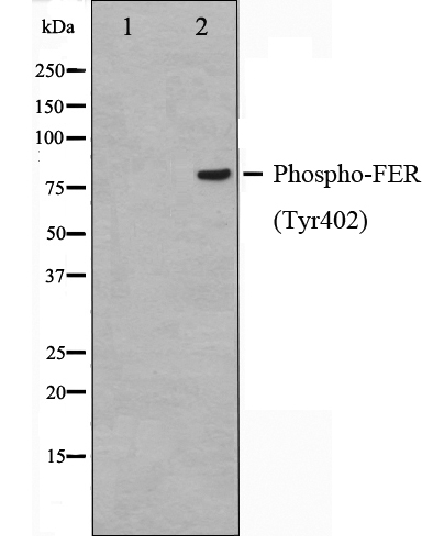 p-FER (Y402) Ab