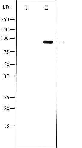 p-FOXO3A (S253) Ab