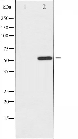 p-MITF (S180) Ab