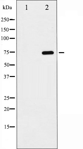 p-NF-kB p65 (S468) Ab
