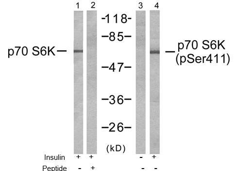 p-p70 S6 Kinase (S411) Ab