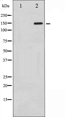 p-PLCG1 (Y771) Ab