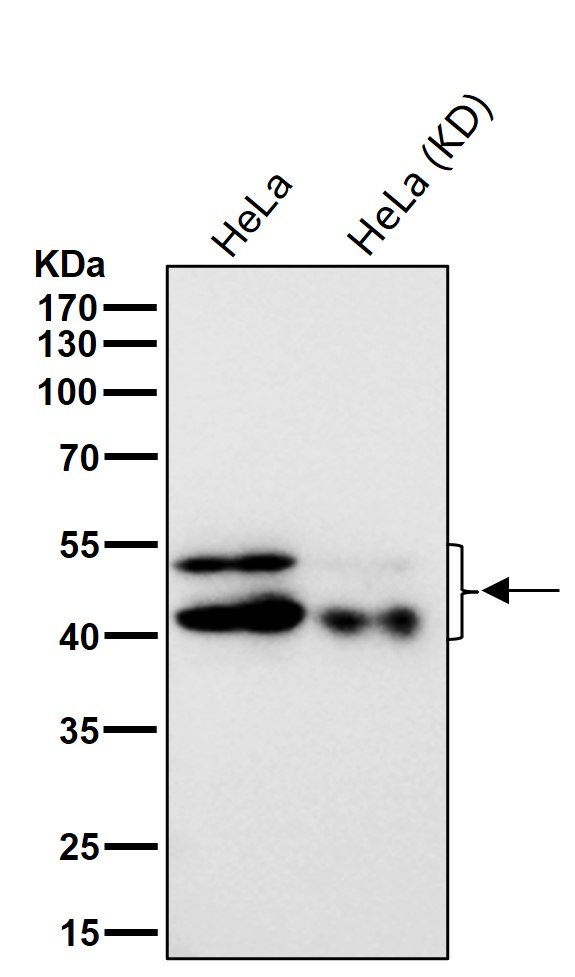 p-GSK3 alpha/beta (Y279/Y216) Ab