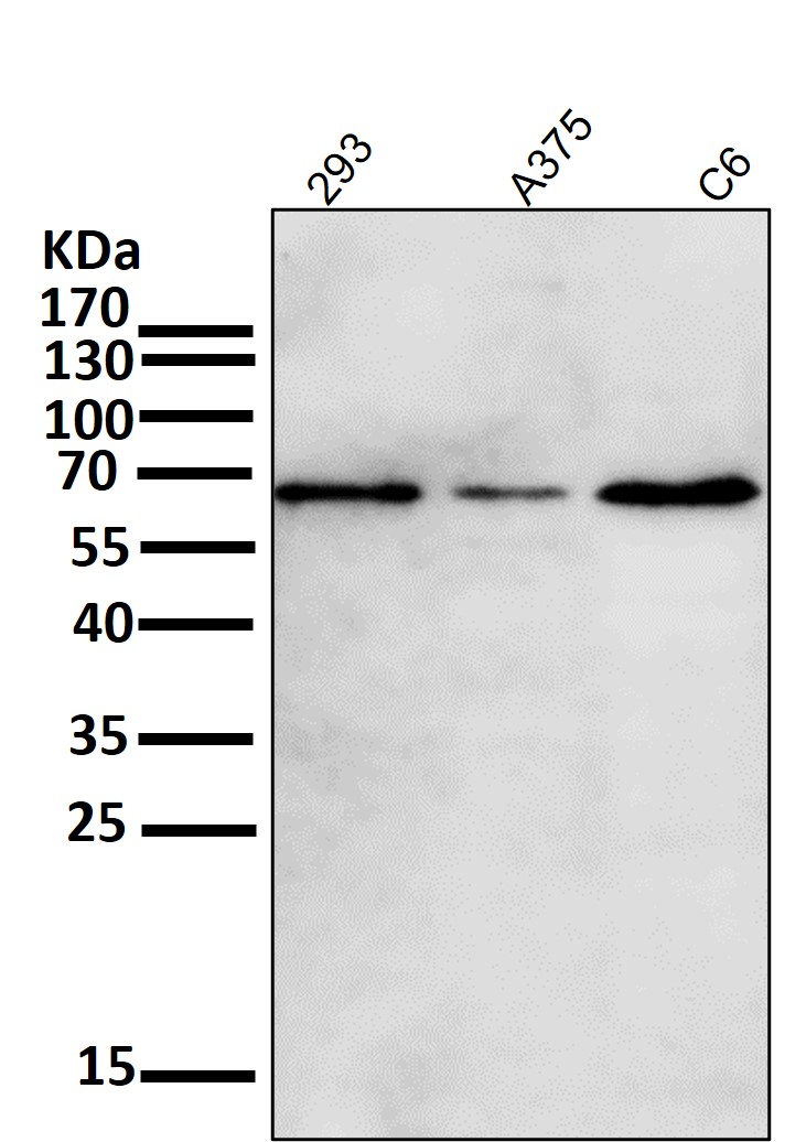 p-AKT1 (S473) Ab