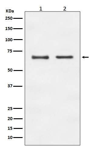 E2F1 Ab