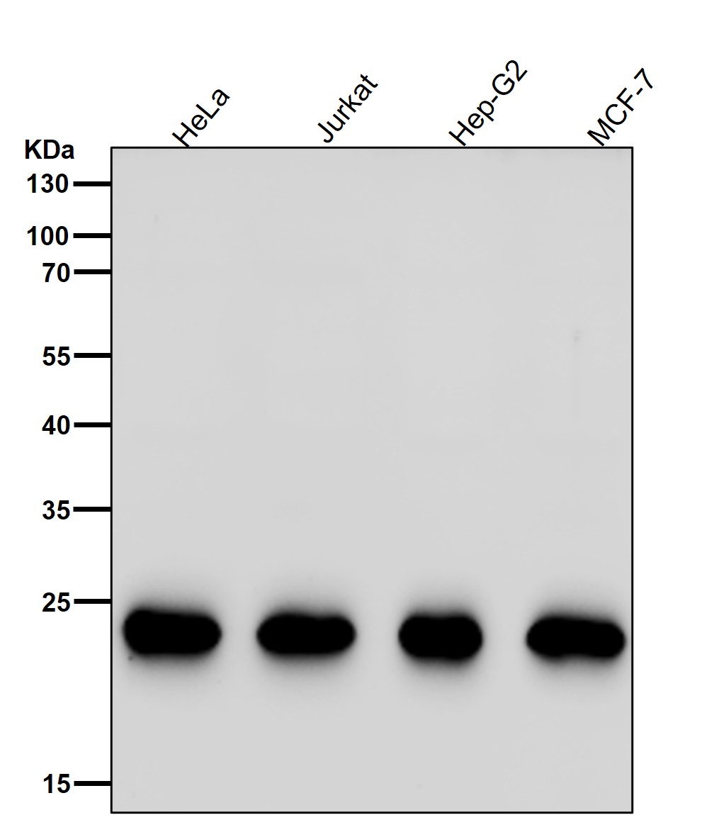 Peroxiredoxin 1 Ab