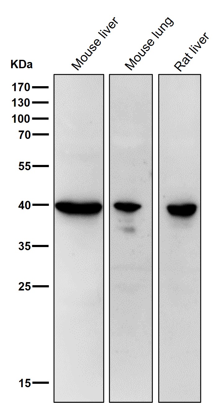 RPSA Ab