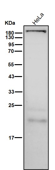 Laminin alpha 3 Ab
