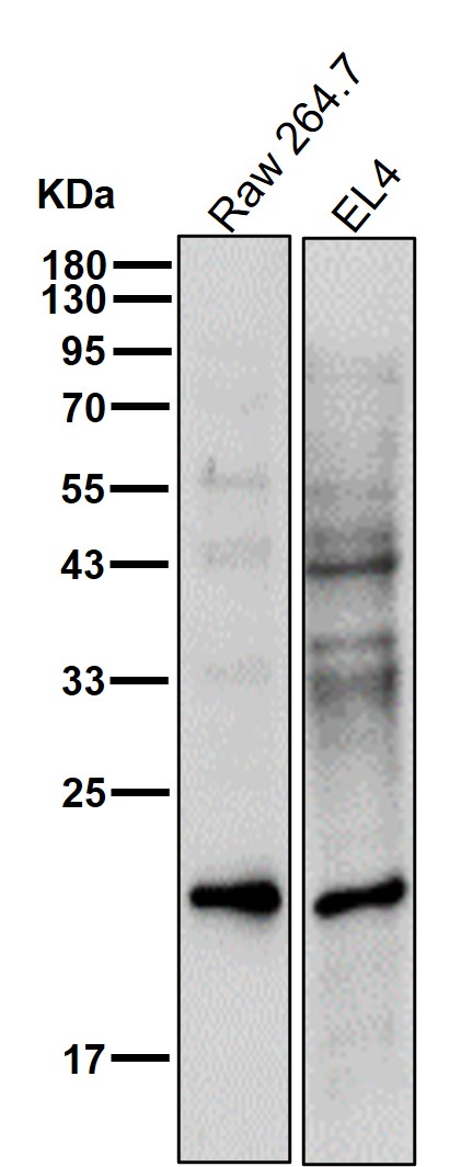WFDC2 Ab