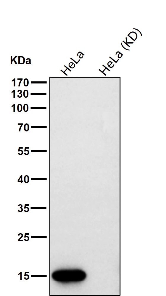 VAMP8 Ab