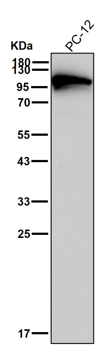 HMGCR Ab