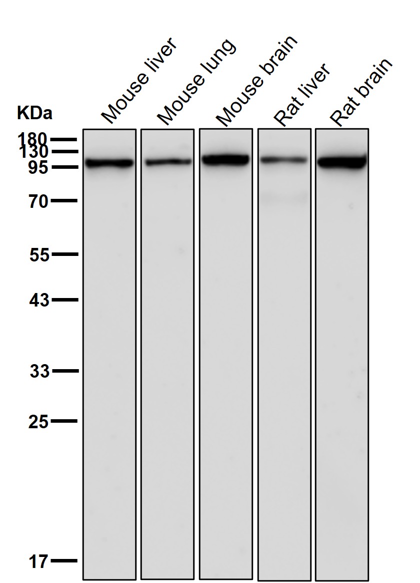 HMGCR Ab