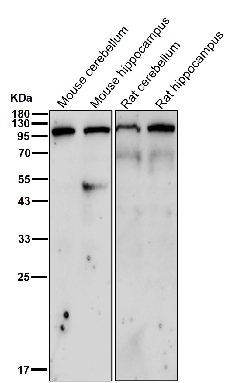HMGCR Ab