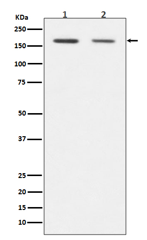 DNMT1 Ab