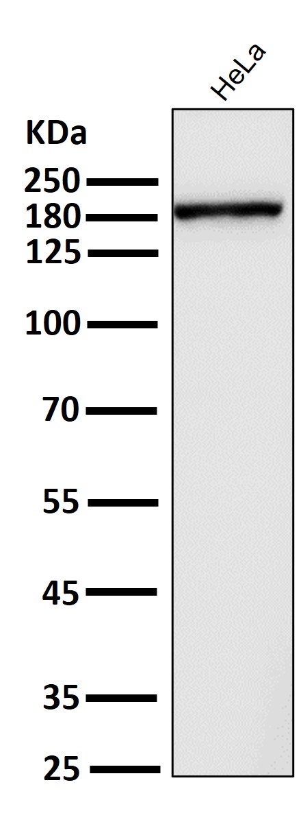 DNMT1 Ab