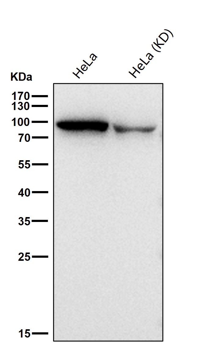 Argonaute 2 Ab