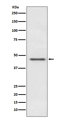 PDHA1 Ab