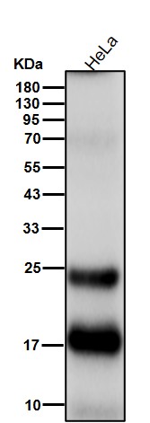 FGF2 Ab