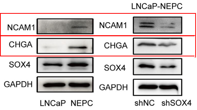 Chromogranin A Ab