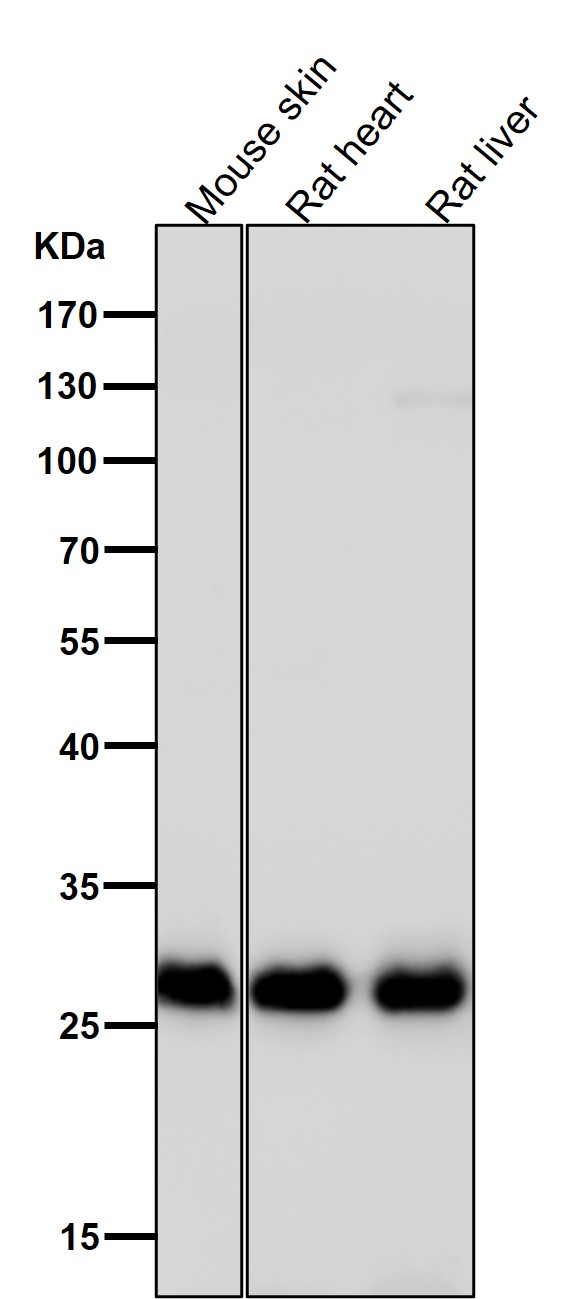 Galectin 3 Ab