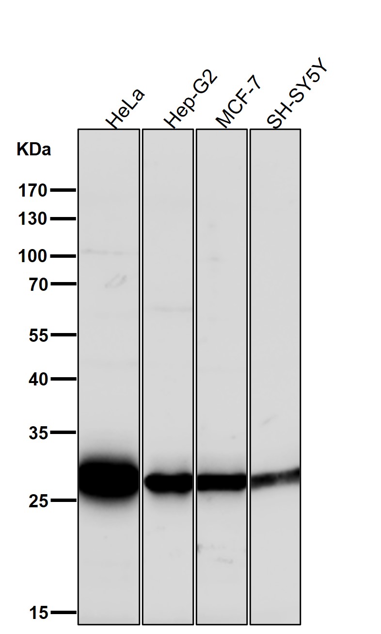 Galectin 3 Ab