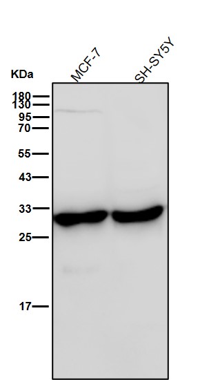 NQO1 Ab