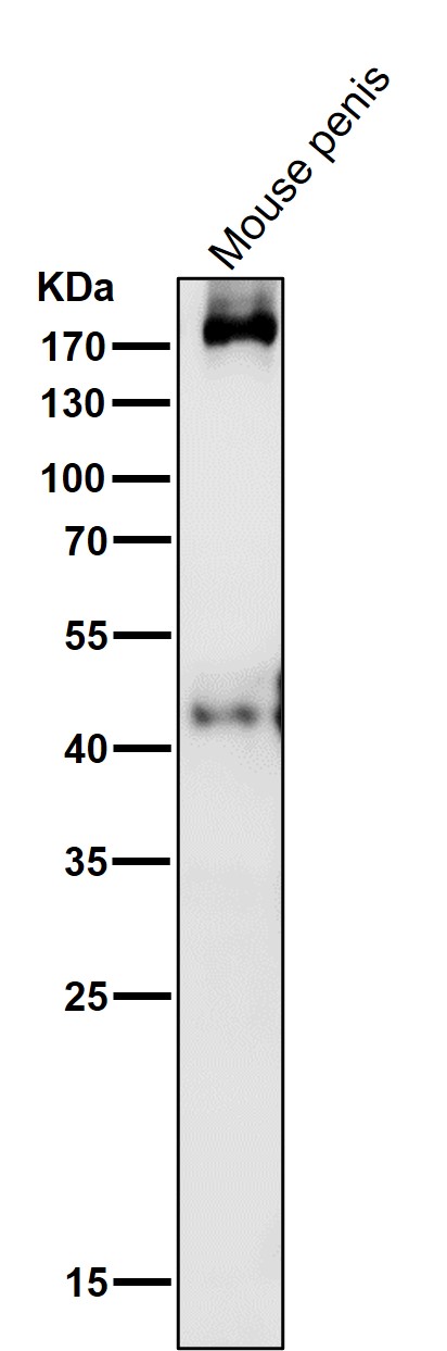 PDGFR alpha Ab