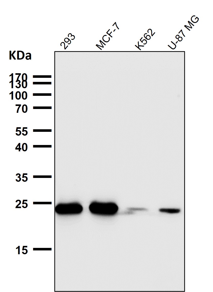 Bcl 2 Ab