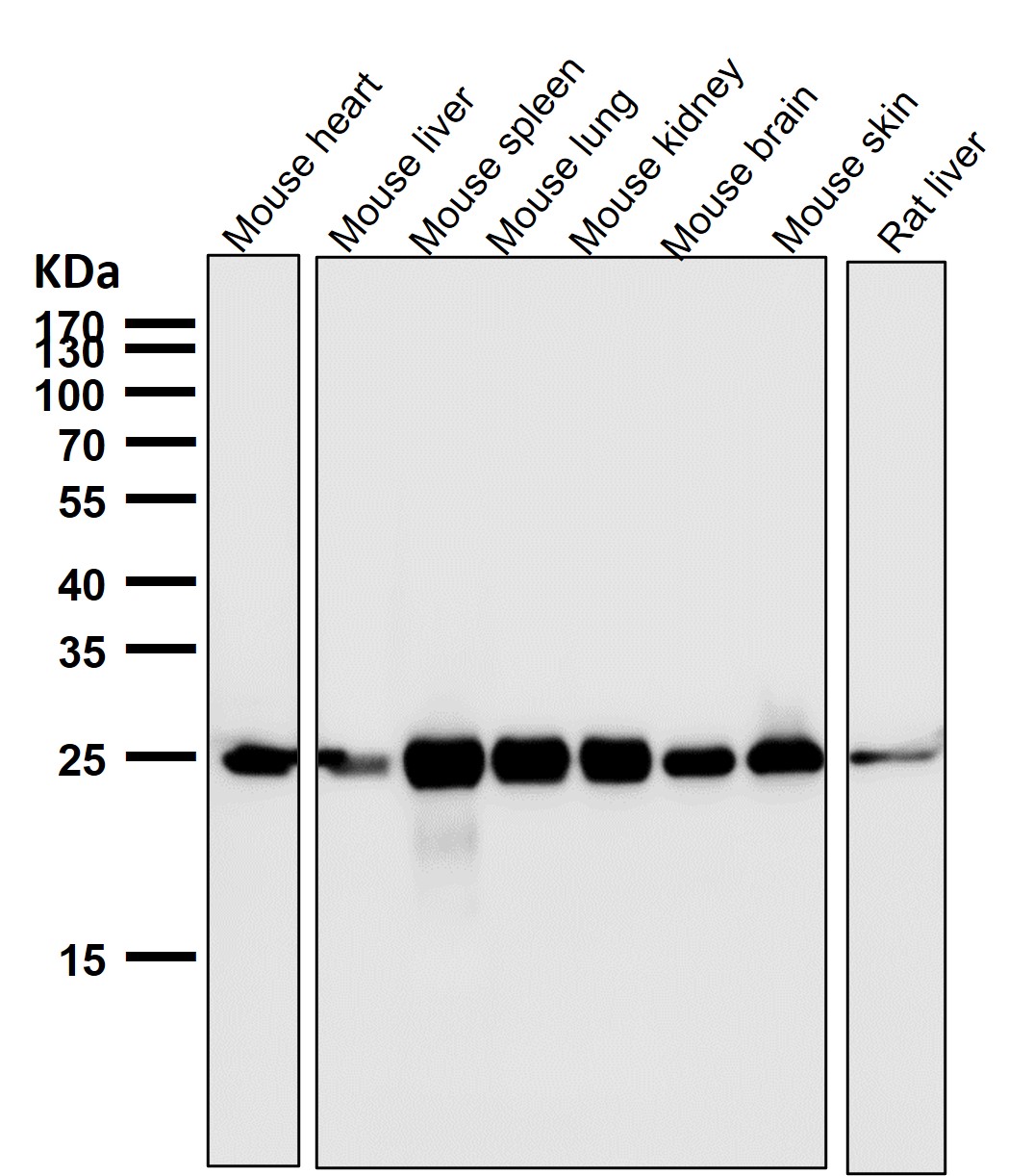 Bcl 2 Ab