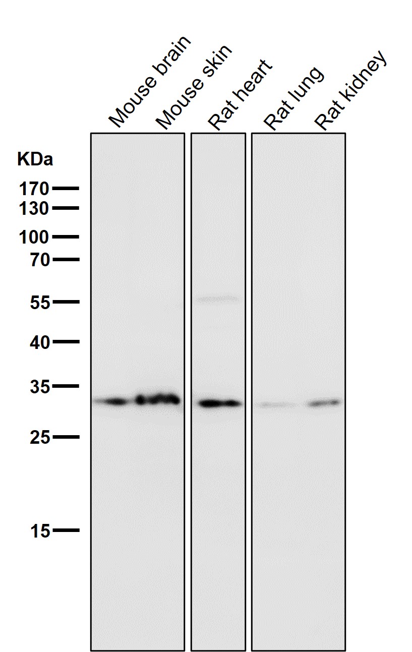 Annexin V Ab