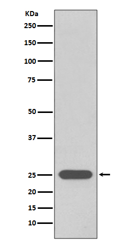 PGP9.5 Ab