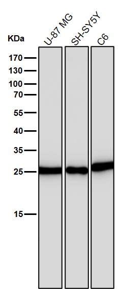 PGP9.5 Ab